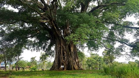 BALETE: Tagalog.